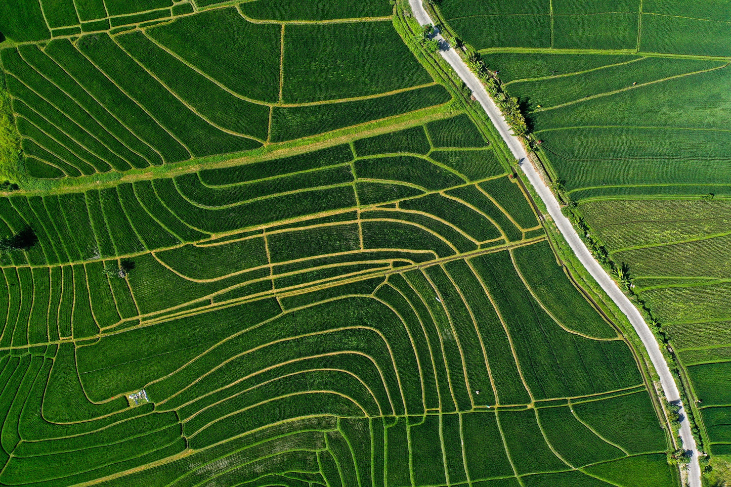 Ba2401 - Terraced Fields - Professional Fine Art Print and Wall Art by MK2 Photos
