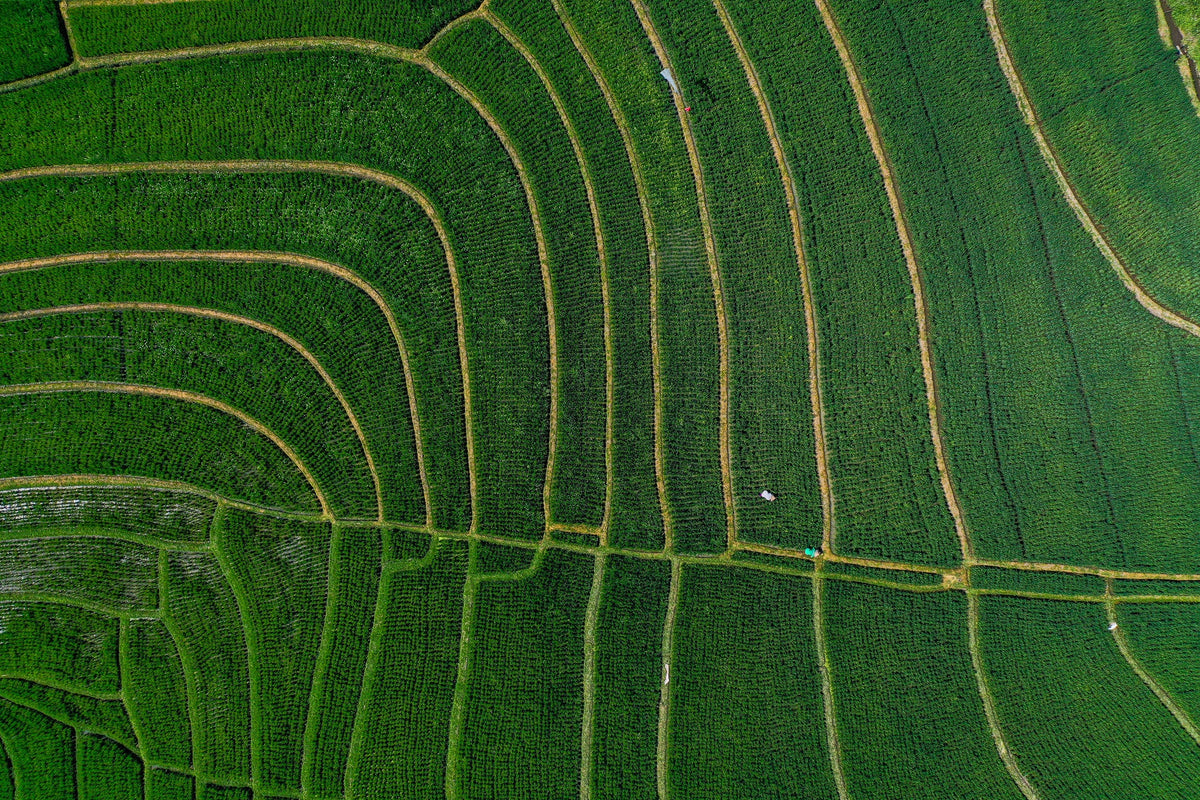 Terrace Field Graphics BA2402 - TERRACED FIELDS | Bali Art Print – MK2 Photos