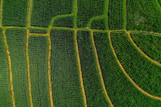 Ba2404 - Terraced Fields - Professional Fine Art Print and Wall Art by MK2 Photos