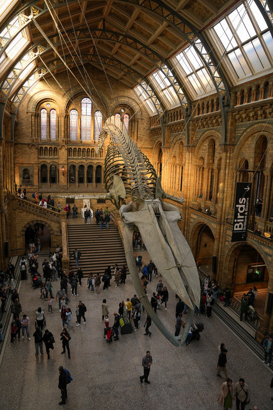 Lo2408 - Natural History Museum - Professional Fine Art Print and Wall Art by MK2 Photos